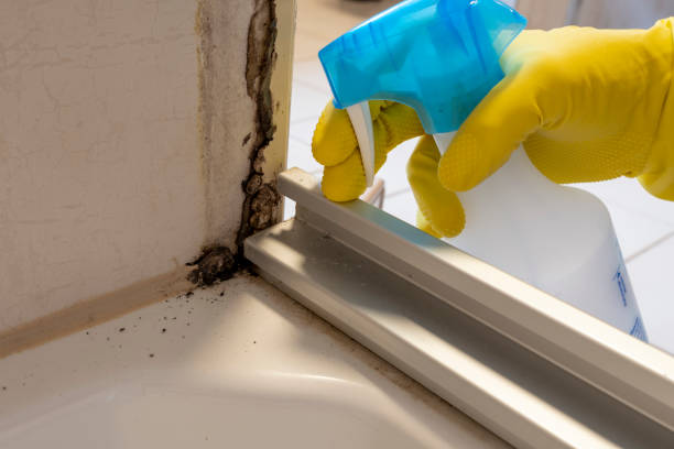 Best Mold Remediation for Specific Building Types in Mmaduke, AR